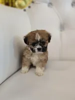 Marley, a female Shih Tzu for sale in Forney, TX – Photo 4 of 5