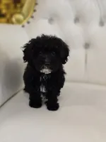 Midnight, a female Poodle - Miniature  for sale in Forney, TX – 4 of 5