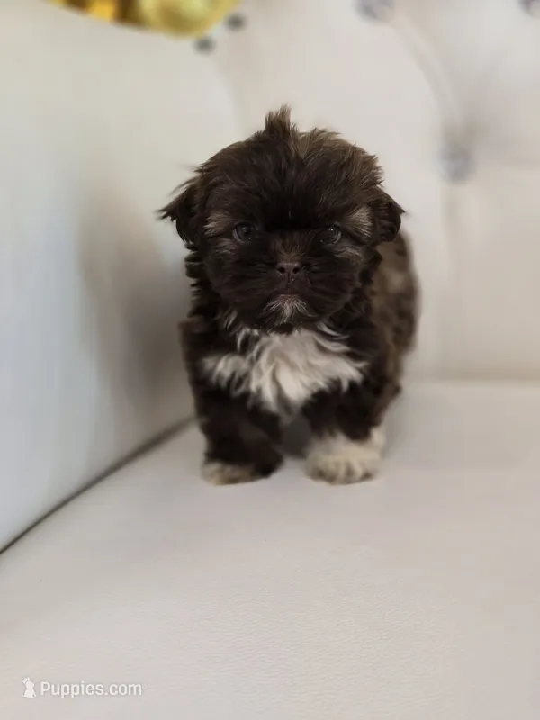 Hershey – Shih Tzu puppy for sale in Forney, TX