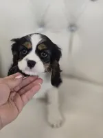 Charlie Brown, a male Cocker Spaniel for sale in Forney, TX – 4 of 4