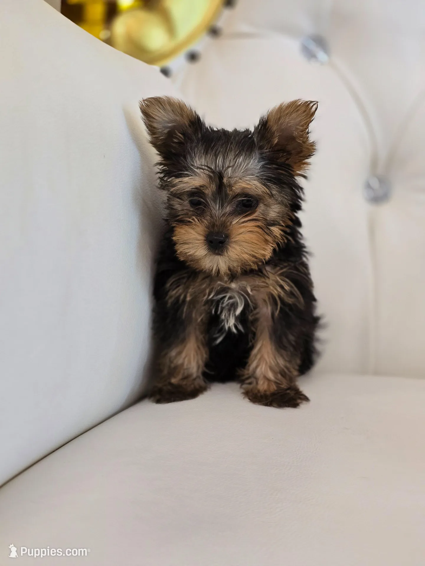 Tiny Tim, a male Yorkshire Terrier for sale in Forney, TX – Photo 2 of 5