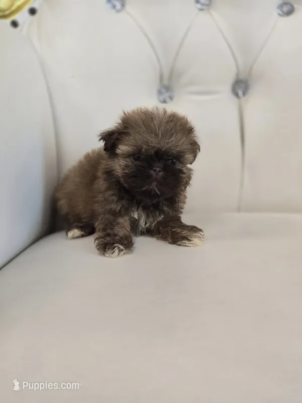 Tiny Sue – Shih Tzu puppy for sale in Forney, TX