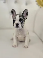 Bumpy, a female French Bulldog for sale in Forney, TX – 5 of 6