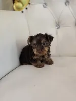 Reese , a female Yorkshire Terrier for sale in Forney, TX – 3 of 5