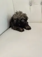 Chewy, a male Shih Tzu for sale in Forney, TX – 6 of 6