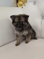 Jazzy, a female Pomeranian for sale in Forney, TX – Photo 3 of 3