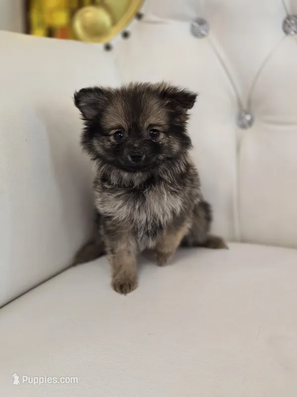 Jazzy – Pomeranian puppy for sale in Forney, TX