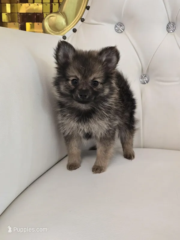 Jazzy – Pomeranian puppy for sale in Forney, TX