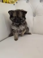 Jazzy, a female Pomeranian for sale in Forney, TX – Photo 2 of 3