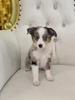 Austin, a male Miniature Australian Shepherd for sale in Forney, TX – 6 of 6
