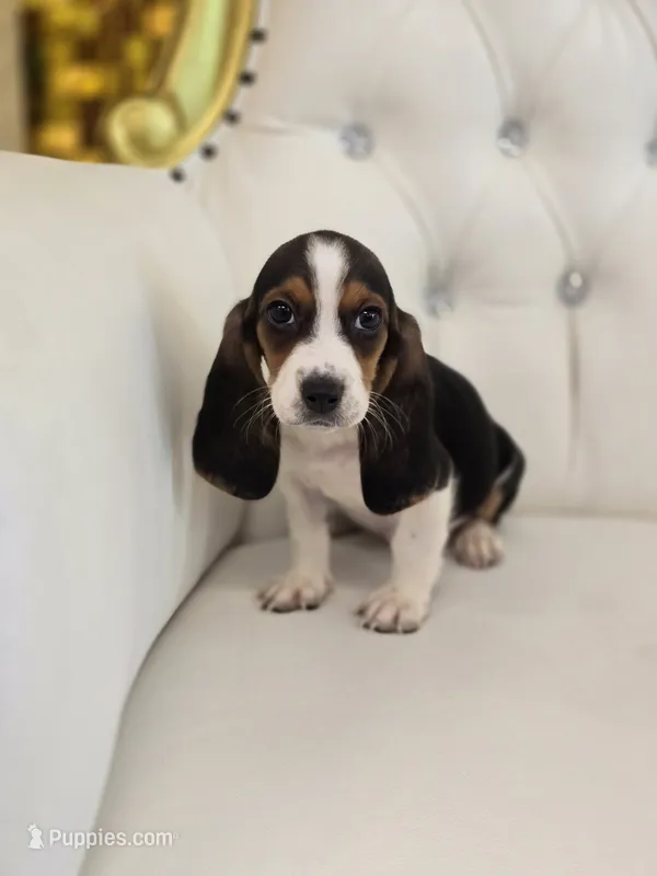 Bailey – Basset Hound puppy for sale in Forney, TX