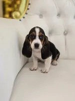 Bailey, a male Basset Hound for sale in Forney, TX – 1 of 6