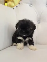 Stacey, a female Shih Tzu for sale in Forney, TX – 2 of 6