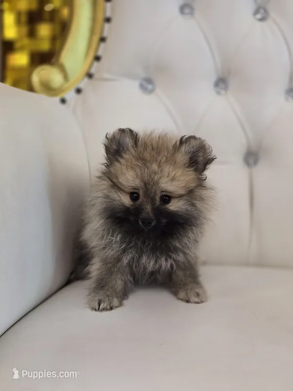 Teddy – Pomeranian puppy for sale in Forney, TX