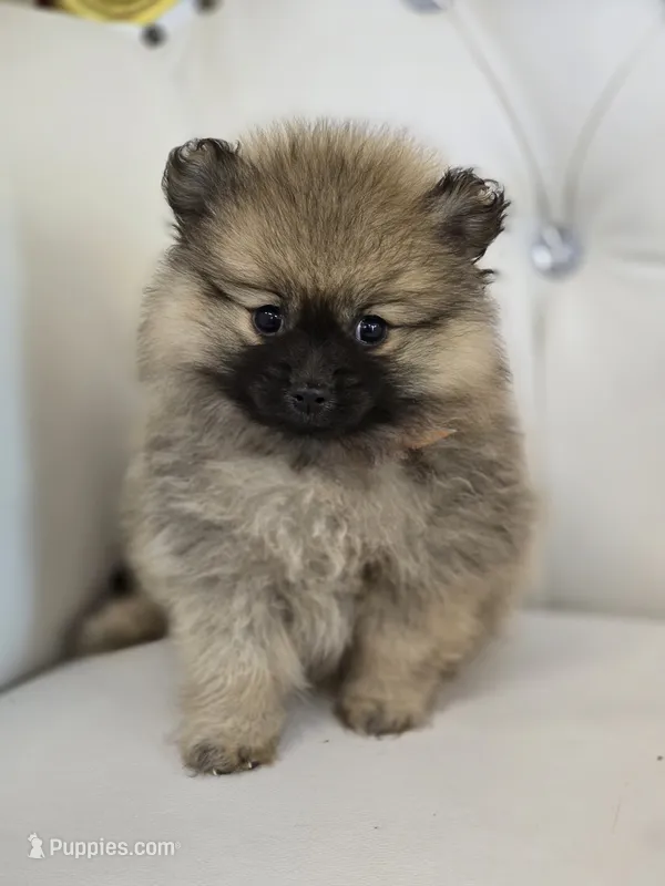 Cash – Pomeranian puppy for sale in Forney, TX