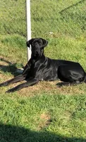 Black Male, a male Great Dane for sale in Lometa, TX – 3 of 3