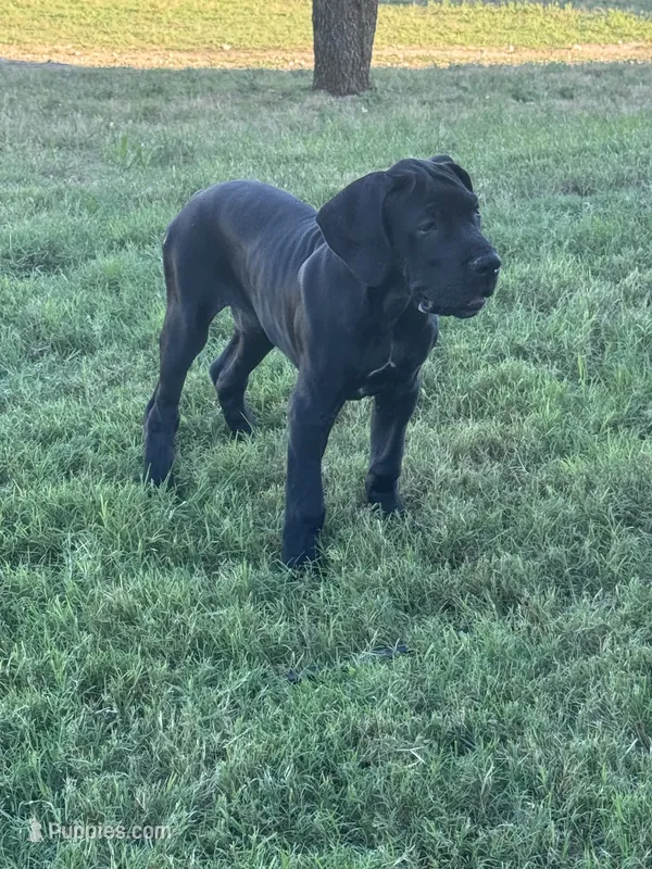 Black Male, a male Great Dane for sale in Lometa, TX – 1 of 3