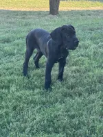 Black Male, a male Great Dane for sale in Lometa, TX – 1 of 3