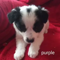 Purple, a female Border Collie for sale in Manchester, TN – Photo 6 of 8