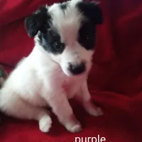 Purple, a female Border Collie for sale in Manchester, TN – Photo 8 of 8