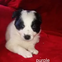 Purple, a female Border Collie for sale in Manchester, TN – Photo 4 of 8