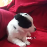 Purple, a female Border Collie for sale in Manchester, TN – Photo 2 of 8