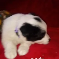 Purple, a female Border Collie for sale in Manchester, TN – Photo 3 of 8