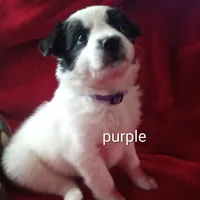 Purple, a female Border Collie for sale in Manchester, TN – Photo 7 of 8
