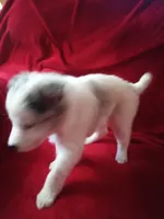 processed/4a5031a3-c7af-48f9-bb43-05923decdab4/listing/1d48d885-2b6b-450e-9845-a1b9cc3a93d6/7c209497-b696-4acd-a05e-1c6808620561