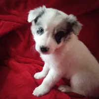 Orange, a male Border Collie for sale in Manchester, TN – Photo 2 of 5