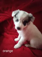 Orange, a male Border Collie for sale in Manchester, TN – Photo 2 of 5