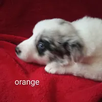 Orange, a male Border Collie for sale in Manchester, TN – Photo 4 of 5