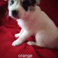 Orange, a male Border Collie for sale in Manchester, TN – Photo 1 of 5