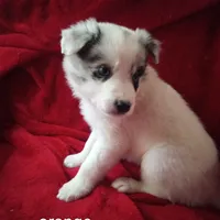 Orange, a male Border Collie for sale in Manchester, TN – Photo 3 of 5