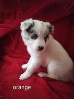 Orange, a male Border Collie for sale in Manchester, TN – Photo 3 of 5