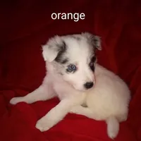 Orange, a male Border Collie for sale in Manchester, TN – Photo 5 of 5