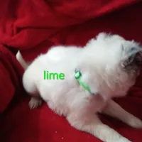 Lime, a male Border Collie for sale in Manchester, TN – Photo 2 of 7