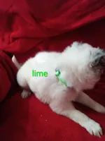 Lime, a male Border Collie for sale in Manchester, TN – Photo 2 of 7