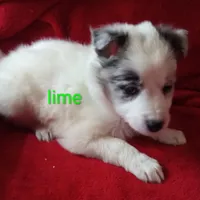 Lime, a male Border Collie for sale in Manchester, TN – Photo 4 of 7