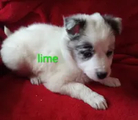 Lime, a male Border Collie for sale in Manchester, TN – Photo 4 of 7