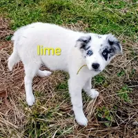 Lime, a male Border Collie for sale in Manchester, TN – Photo 1 of 7
