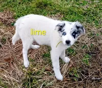 Lime, a male Border Collie for sale in Manchester, TN – Photo 1 of 7