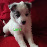 Lime, a male Border Collie for sale in Manchester, TN – Photo 3 of 7