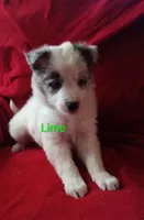 Lime, a male Border Collie for sale in Manchester, TN – Photo 3 of 7