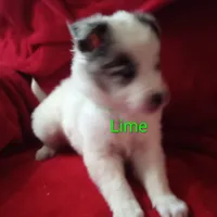 Lime, a male Border Collie for sale in Manchester, TN – Photo 6 of 7