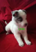 Lime, a male Border Collie for sale in Manchester, TN – Photo 6 of 7