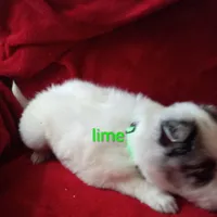 Lime, a male Border Collie for sale in Manchester, TN – Photo 7 of 7