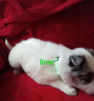 Lime, a male Border Collie for sale in Manchester, TN – Photo 7 of 7