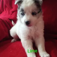 Lime, a male Border Collie for sale in Manchester, TN – Photo 5 of 7