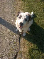 Jet, a male Border Collie for sale in Manchester, TN – 1 of 4
